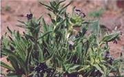 Arnebia euchroma. MTC